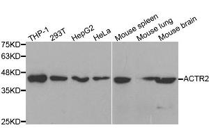 Western blot analysis of extracts of various cell lines, using ACTR2 antibody. (ACTR2 anticorps)