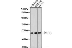 Western blot analysis of extracts of various cell lines using SLC1A5 Polyclonal Antibody at dilution of 1:3000.