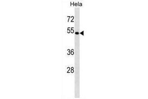 BAG4 Antibody (C-term) western blot analysis in Hela cell line lysates (35µg/lane). (BAG4 anticorps  (C-Term))