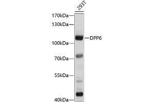 Western blot analysis of extracts of 293T cells, using DPP6 antibody (ABIN6130331, ABIN6139796, ABIN6139797 and ABIN6214371) at 1:1000 dilution.