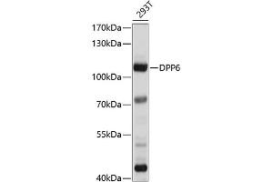 Western blot analysis of extracts of 293T cells, using DPP6 antibody (ABIN6130331, ABIN6139796, ABIN6139797 and ABIN6214371) at 1:1000 dilution. (DPP6 anticorps  (AA 117-210))