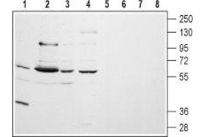 Western blot analysis of rat lung (lanes 1 and 5) and brain (lanes 2 and 6) membranes, human A-875 melanoma (lanes 3 and 7) and human MALM-3M malignant melanoma (lanes 4 and 8) cell lysates: - 1-4. (CHRM5 anticorps  (Extracellular, N-Term))