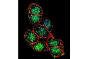 Confocal immunofluorescent analysis of FOXA2 Antibody (C-term) (ABIN655970 and ABIN2845355) with Hela cell followed by Alexa Fluor 488-conjugated goat anti-rabbit lgG (green). (FOXA2 anticorps  (C-Term))