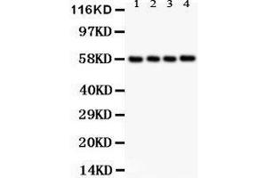 Anti- PKM2 Picoband antibody, Western blotting All lanes: Anti PKM2  at 0. (PKM anticorps  (N-Term))