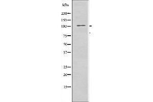 Western blot analysis of extracts from RAW264. (IARS2 anticorps  (N-Term))