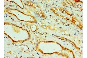 Immunohistochemistry of paraffin-embedded human kidney tissue using ABIN7148820 at dilution of 1:100
