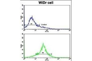 Flow cytometric analysis of WiDr cells using TYSY Antibody (C-term)(bottom histogram) compared to a negative control cell (top histogram).