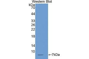 Western Blotting (WB) image for anti-Thymosin beta-4 (TMSB4X) (AA 1-44) antibody (ABIN1078569) (TMSB4X anticorps  (AA 1-44))