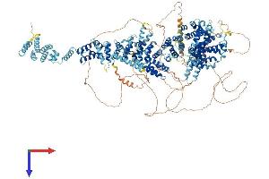 AlphaFold protein structure predicition of Human Recombinant THOC2 Protein, UniprotID Q8NI27