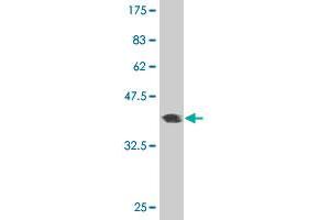 Western Blot detection against Immunogen (36.