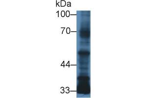 Western blot analysis of Human MCF7 cell lysate, using Human TGFb3 Antibody (3 µg/ml) and HRP-conjugated Goat Anti-Mouse antibody ( (TGFB3 anticorps  (AA 24-300))