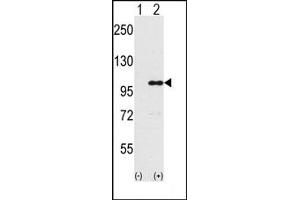 Image no. 1 for anti-Inositol Polyphosphate-5-Phosphatase, 145kDa (INPP5D) (Middle Region) antibody (ABIN358021) (INPP5D anticorps  (Middle Region))