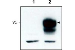 Western blot using Ntrk3 polyclonal antibody  to detect over-expressed Ntrk3 in HEK293 cells (Lane 2, arrowhead). (NTRK3 anticorps  (C-Term))