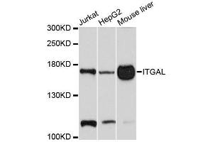 Western blot analysis of extracts of various cell lines, using ITGAL antibody. (ITGAL anticorps  (AA 26-306))