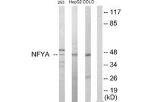 Western blot analysis of extracts from HepG2/293/COLO205 cells, using NFYA Antibody.