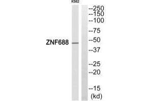 Western blot analysis of extracts from HepG2 cells, using ZNF688 antibody. (ZNF688 anticorps)