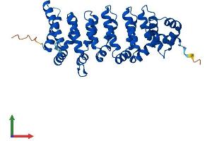 AlphaFold protein structure predicition of Mouse Recombinant Cab39 Protein, UniprotID Q06138