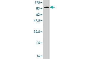 Western Blot detection against Immunogen (85. (IFNA2 anticorps  (AA 24-188))