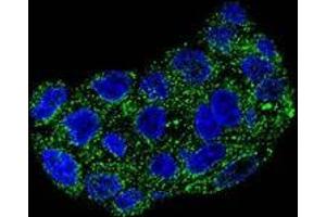 Confocal immunofluorescent analysis of GPX1 in HepG2 cells using Glutathione peroxidase 1 / GPX1  Antibody (C-term), followed by Alexa Fluor 488-conjugated goat anti-rabbit lgG (green).