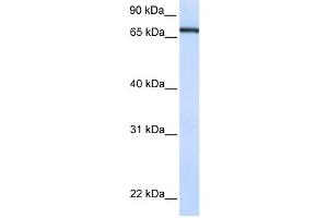 Western Blotting (WB) image for anti-Transcription Factor 7-Like 1 (T-Cell Specific, HMG-Box) (TCF7L1) antibody (ABIN2459996) (TCF7L1 anticorps)