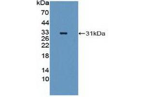 Western blot analysis of recombinant Human MAP2K2. (MEK2 anticorps  (AA 86-331))