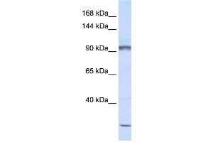 Western Blotting (WB) image for anti-Protocadherin alpha Subfamily C, 2 (PCDHAC2) antibody (ABIN2459277) (PCDHAC2 anticorps)