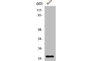 Western Blot analysis of HeLa cells using EID-1 Polyclonal Antibody (EID1 anticorps  (Internal Region))