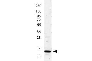 anti-Human IL-2 antibody shows detection of a band ~15 kDa in size corresponding to recombinant human IL-2. (IL-2 anticorps)