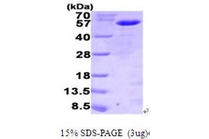 SDS-PAGE (SDS) image for Myeloid Cell Nuclear Differentiation Antigen (MNDA) (AA 1-407) protein (His tag) (ABIN668050)