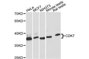 Western blot analysis of extracts of various cell lines, using CDK7 antibody. (CDK7 anticorps  (AA 211-346))