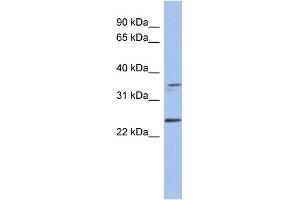 WB Suggested Anti-NDN Antibody Titration: 0. (NDN anticorps  (Middle Region))