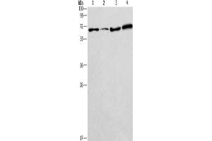 Gel: 12 % SDS-PAGE, Lysate: 40 μg, Lane 1-4: 231 cells, A549 cells, LoVo cells, HepG2 cells, Primary antibody: ABIN7128654(BIN3 Antibody) at dilution 1/225, Secondary antibody: Goat anti rabbit IgG at 1/8000 dilution, Exposure time: 2 minutes (BIN3 anticorps)
