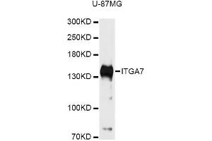 Western blot analysis of extracts of U-87MG cells, using ITGA7 antibody (ABIN6292834) at 1:3000 dilution. (ITGA7 anticorps)