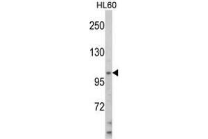 Western blot analysis of HIP116A Antibody (Center) in HL60 cell line lysates (35 µg/lane). (HLTF anticorps  (Middle Region))
