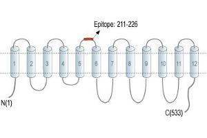 Representative domain view of the target of ABIN7885512.