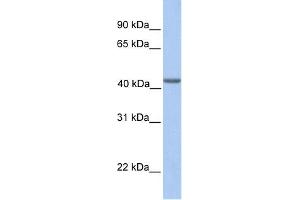 WB Suggested Anti-EIF3H Antibody Titration:  0. (EIF3H anticorps  (N-Term))