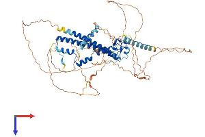 AlphaFold protein structure predicition of Human Recombinant MLPH Protein, UniprotID Q9BV36