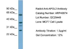 WB Suggested Anti-APOL2  Antibody Titration: 0. (Apolipoprotein L 2 anticorps  (Middle Region))