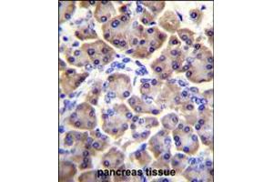 MRPS12 Antibody (Center K43) immunohistochemistry analysis in formalin fixed and paraffin embedded human pancreas tissue followed by peroxidase conjugation of the secondary antibody and DAB staining.
