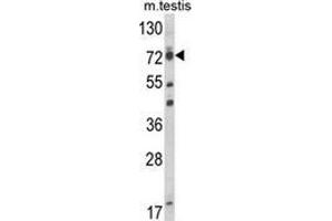 Western blot analysis of ELL (arrow) in mouse testis tissue lysates (35ug/lane) using ELL  Antibody (C-term). (ELL anticorps  (C-Term))