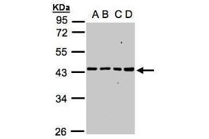 WB Image Sample(30 ug whole cell lysate) A:A431, B:H1299 C:HeLa S3, D:Hep G2 , 10% SDS PAGE antibody diluted at 1:1000 (MRPS5 anticorps)