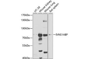 Western blot analysis of extracts of various cell lines, using IVNS1ABP antibody (ABIN1680538, ABIN3018933, ABIN3018934 and ABIN6220631) at 1:1000 dilution. (IVNS1ABP anticorps  (AA 1-300))