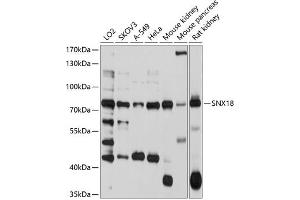 Western blot analysis of extracts of various cell lines, using SNX18 antibody  at 1:1000 dilution. (SNX18 anticorps  (AA 445-624))