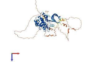 AlphaFold protein structure predicition of Human Recombinant WEE2 Protein, UniprotID P0C1S8