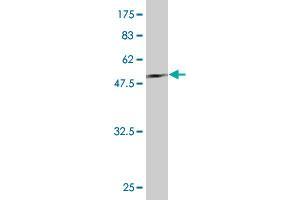 Western Blot detection against Immunogen (50.