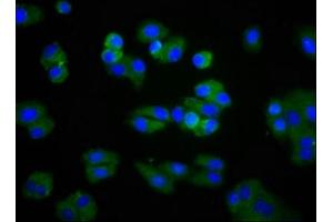 Immunofluorescence staining of HepG2 cells with ABIN7158443 at 1:266, counter-stained with DAPI.