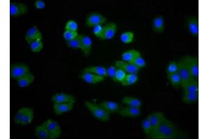 Immunofluorescence staining of HepG2 cells with ABIN7158443 at 1:266, counter-stained with DAPI. (Lipoprotein Lipase anticorps  (AA 162-246))