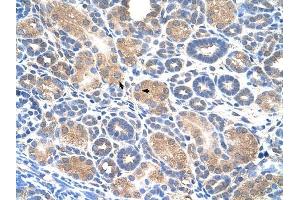 WWP2 antibody was used for immunohistochemistry at a concentration of 4-8 ug/ml to stain Epithelial cells of renal tubule (arrows) in Human Kidney.