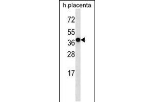 Western blot analysis in human placenta tissue lysates (35ug/lane).