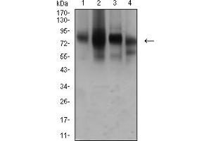 Western blot analysis using CD44 mouse mAb against Hela (1), PANC-1 (2), HUVEC (3), and HUVE-12 (4) cell lysate.
